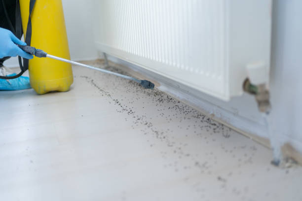 Best Wasp Removal Services  in Salem, VA
